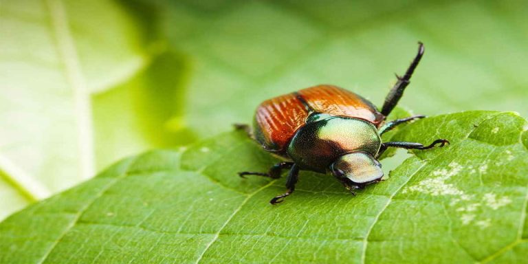 10 Valuable Tips To Naturally Stop Pests From Ruining Your Stop Pests From Ruining Your Landscaped Garden